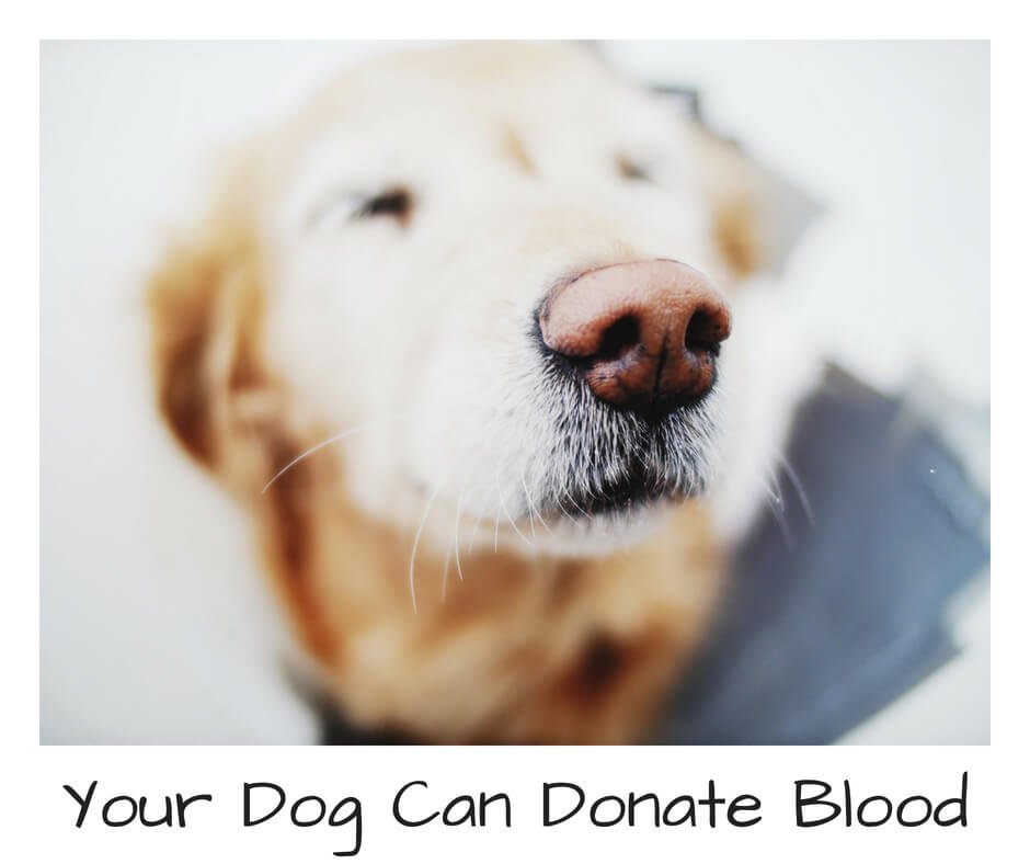 barksnlicks's tweet photo. Like humans, animals frequently need transfusions during surgery yet we don't have sufficient canine blood banks. If you are a happy parent of a healthy dog, pls read this.
https://t.co/E9JzHalbyp.  #canineblooddonor  #canineblooddonation  #worldblooddonorday https://t.co/dsYnSr2VT9