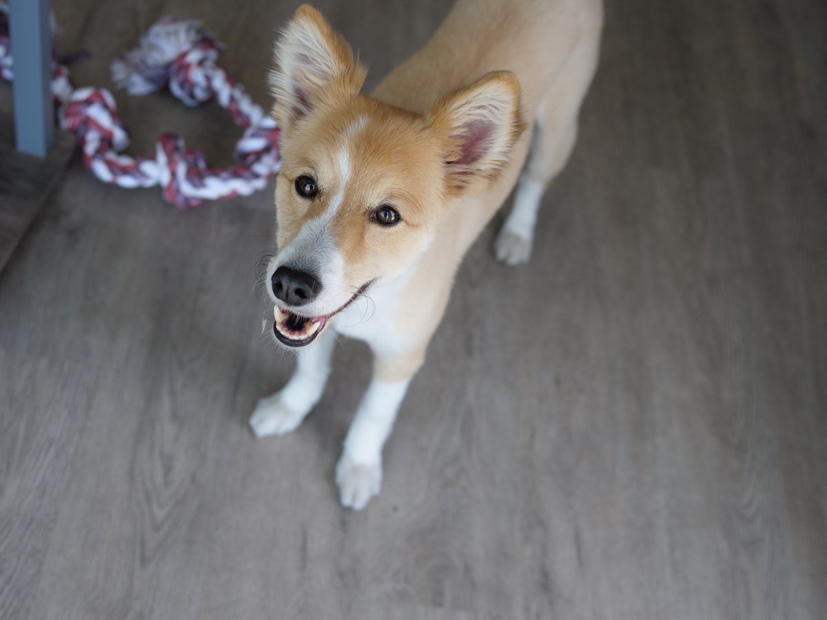 click_irl's tweet photo. Here's a picture of our office cutie, Lynnie!
She loves belly rubs and playing catch with her orange rubber ball <3 
#officedog #GermanShepherd #Eskimos #MixedBreed 
Thanks for retweeting our last tweet @jobs_with_dogs :) https://t.co/H7qS9iv7vB