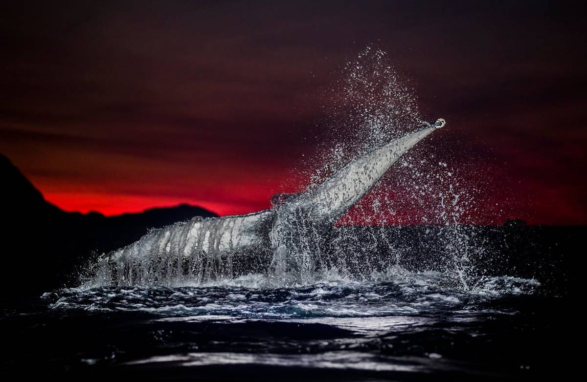 CanonEMEApro's tweet photo. How do humpback #whales chill out? "At the end of the day, they often get playful, jumping and splashing around in the dark," says #wildlife photographer Audun Rikardsen who captured this shot with the Canon EF 70-200mm f/2.8L IS II USM #CraftBehindTheLens https://t.co/O6NPqEgG2w https://t.co/rylbveiAzf