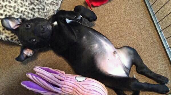 NWDogRescue's tweet photo. ICYMI 🐾JONNY🐾 is staying with his #FAILED FOSTER! 
Please RT the details of all his friends who are still looking for homes
https://t.co/L0jvbhqc0V https://t.co/tOLapbP9at