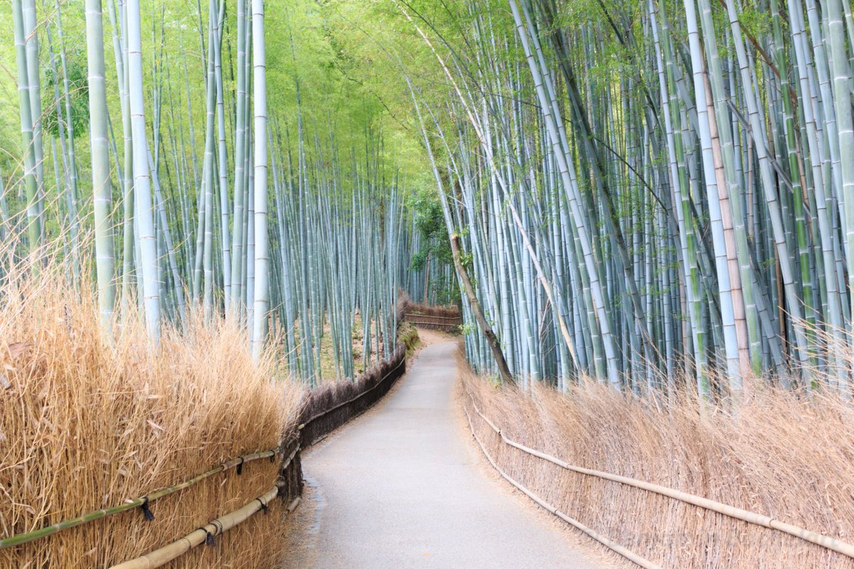 BashyB's tweet image. #日本 #japan #japon #nhật