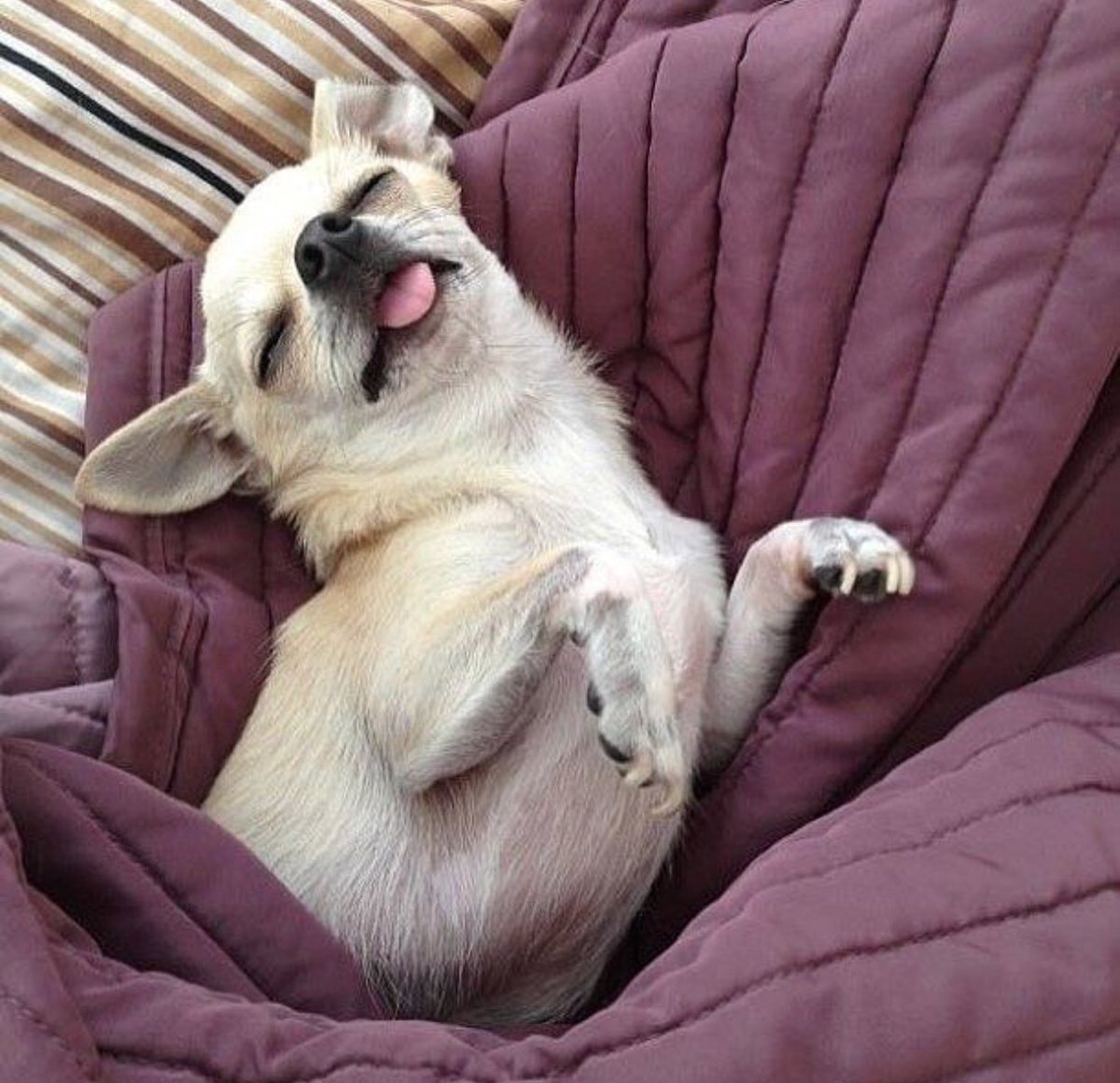 CampCookstown's tweet photo. “Is It Friday Yet? I’m Done” 

#DogsLife
#DogLove
#DogLovers
#DogCampCanada
#Dogs
#Chihuahua https://t.co/oae9Lyg0uS