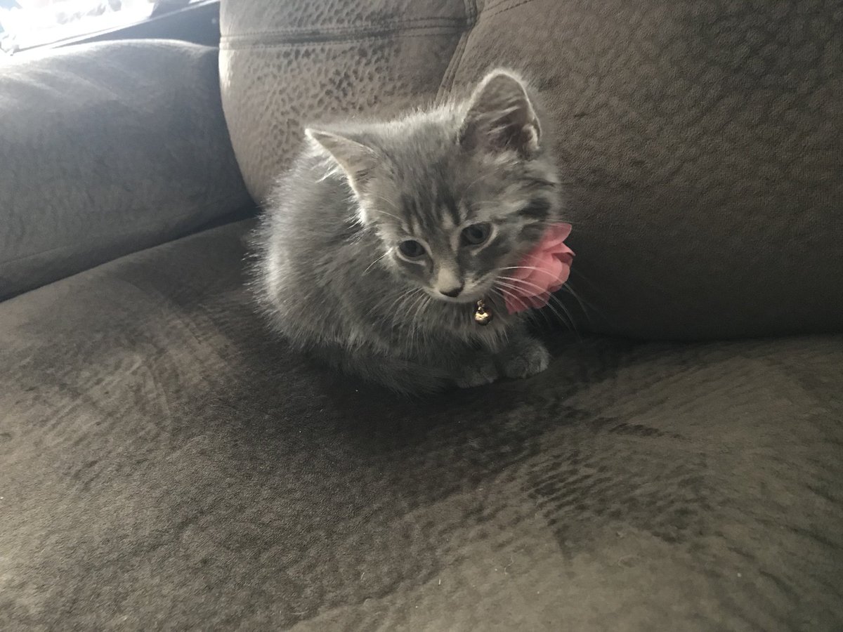 brittanysbook's tweet photo. So I got a new kitten today... and I’ve named all my animals already so my parents are like we’re going to name her! I suggested Ember (Ember In The Ashes) and guess what her name is😂❤️ @sabaatahir https://t.co/9qzkkzCltP