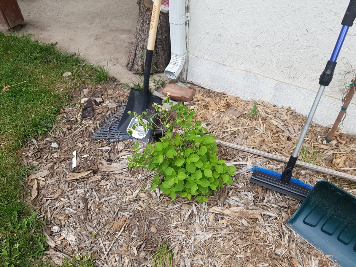 IVIattPSBushey's tweet photo. @CBCHereandNow @TBG_Canada Question for Paul, I think this a Philadelphus lewisii; every year the top does back and this is as big as it ever gets.  The flowers are very fragrant but I never get enough blooms because of the top dying back with at least half of the buds with it. https://t.co/XY2a3qDrbm
