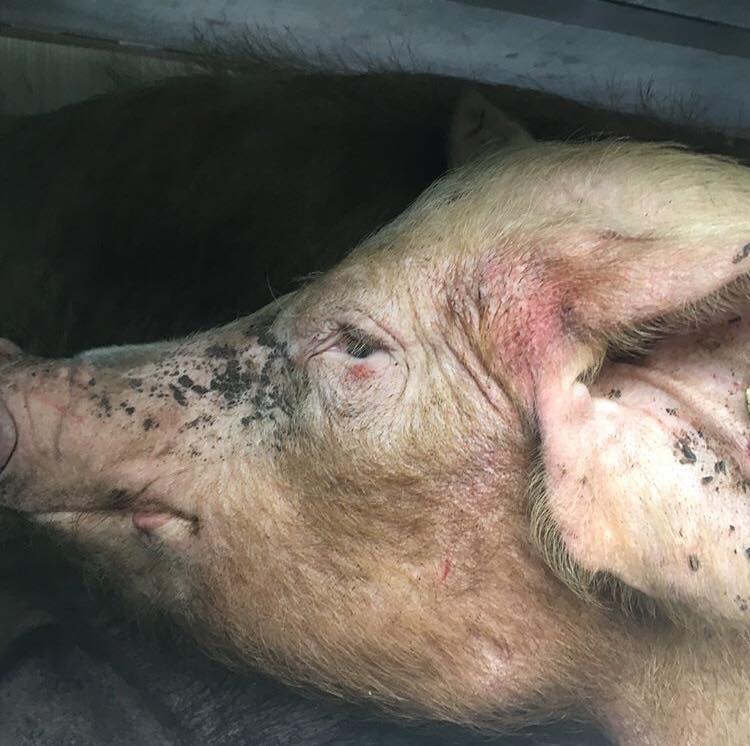 DTHVactisism's tweet photo. A sad day bearing witness to these poor angels  <3 
#essexpigsave #meatismurder #veganactivism #vegan #defendthehelpless #veganfortheanimals #stopkillinganimals #govegan #chealemeats #bacon #sausage #stopslaughterhouses #meat #wherebaconcomesfrom https://t.co/5eoISrINpH