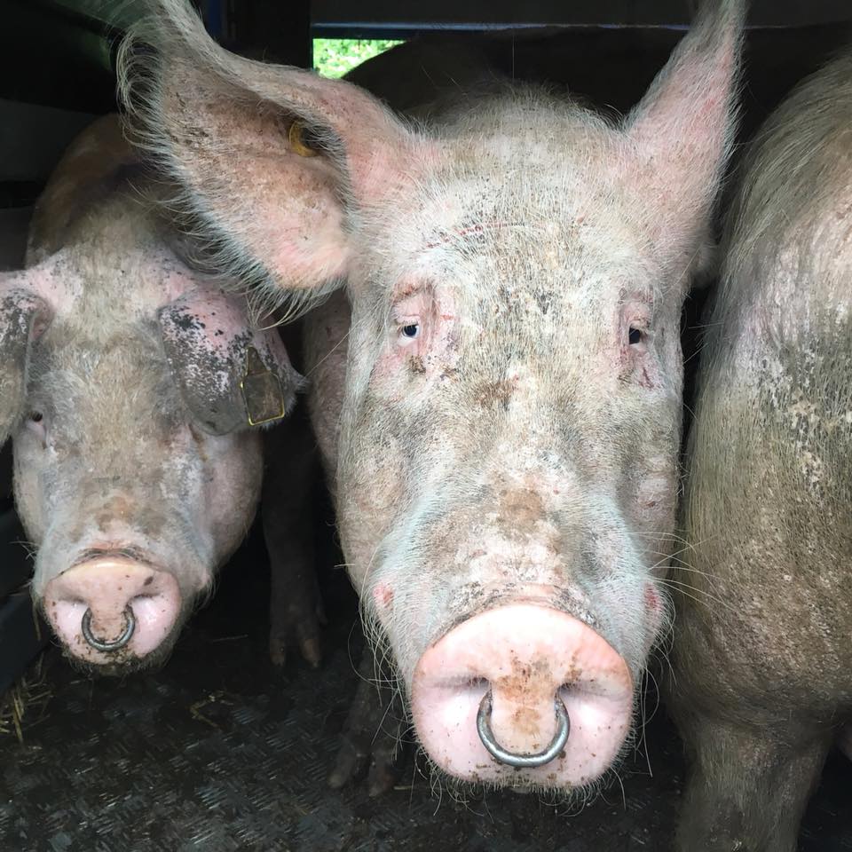 DTHVactisism's tweet photo. A sad day bearing witness to these poor angels  <3 
#essexpigsave #meatismurder #veganactivism #vegan #defendthehelpless #veganfortheanimals #stopkillinganimals #govegan #chealemeats #bacon #sausage #stopslaughterhouses #meat #wherebaconcomesfrom https://t.co/5eoISrINpH