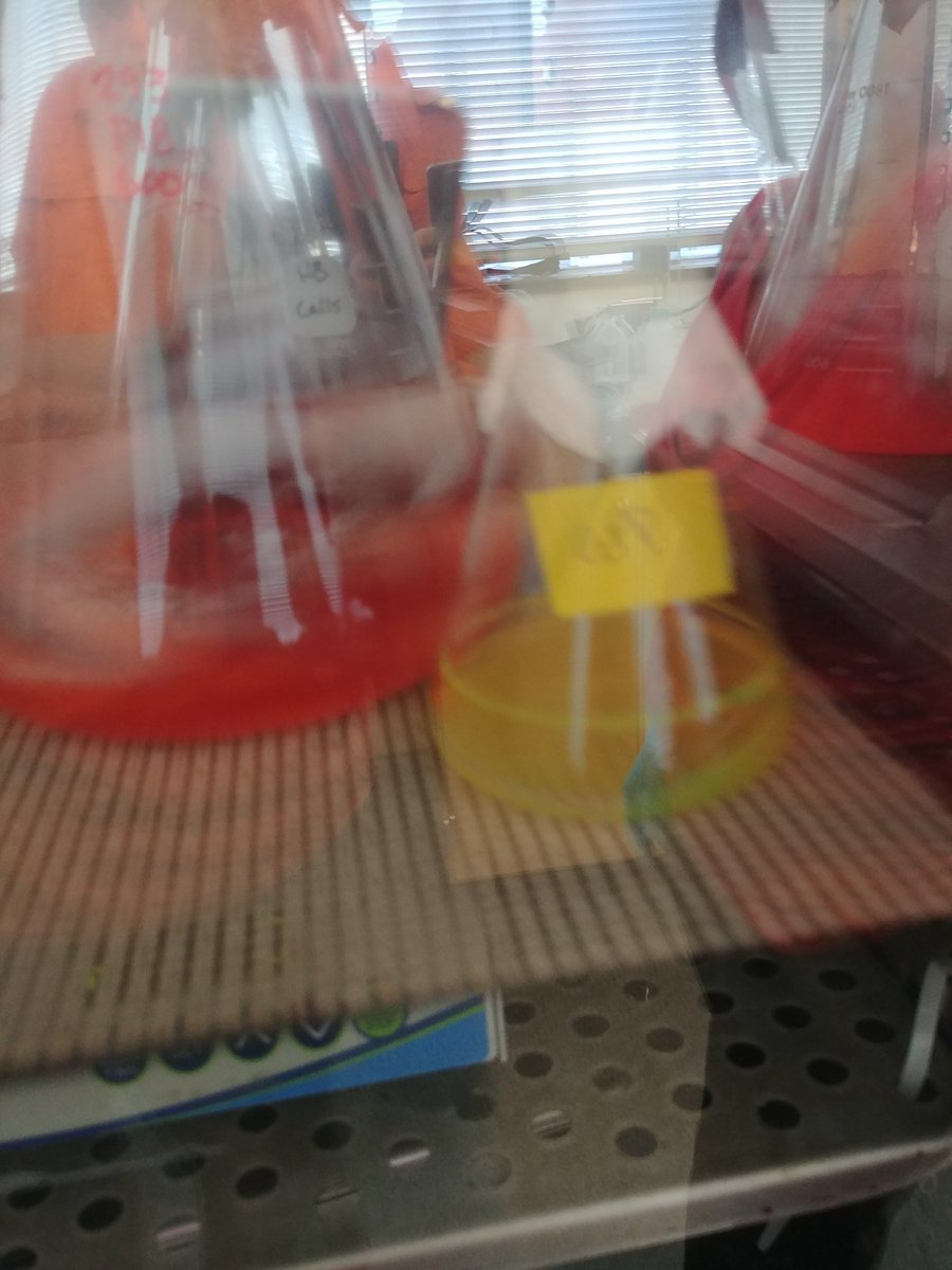 HarkerBIO's tweet photo. Routine test expression of GFP in HEK293 using pBacon vector. Because everything is better with bacon! https://t.co/bFkhg0IPa9