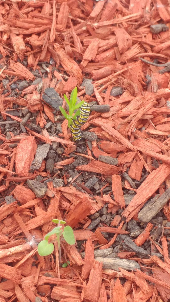 bio_otoole's tweet photo. The Morton Freshman Center's Monarch Waystation officially has its first monarch caterpillar! https://t.co/lFh6oeSeuk