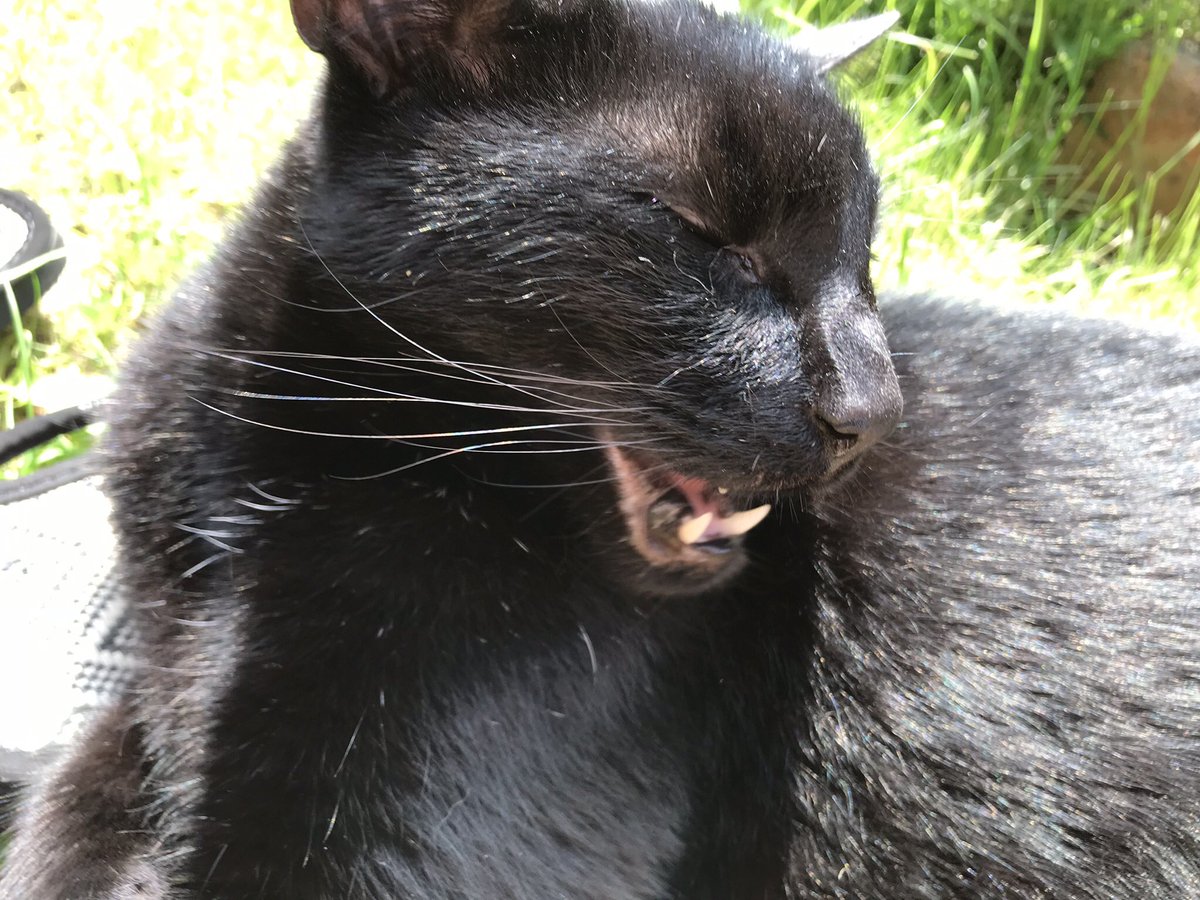Halfsiamesesid's tweet photo. Do you want to hear a bad cat joke?
Just kitten! 
😹😹😹😹😹

#FluffyFursday #panfur #blackcat #laughing #catjokes https://t.co/ZHDZTK4edz