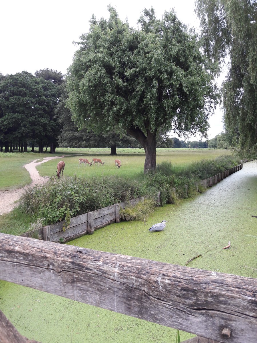 Dreadnoughtcc's tweet photo. I've recce'd a gravel ride from @sigmasports to Gford It was 'Ferry Good' More animals than people on the route! Join me on the 4th of July for battle on the cobbles! @charlotteville @HotChillee #GTCR2018 https://t.co/8gJnsN3P5K
