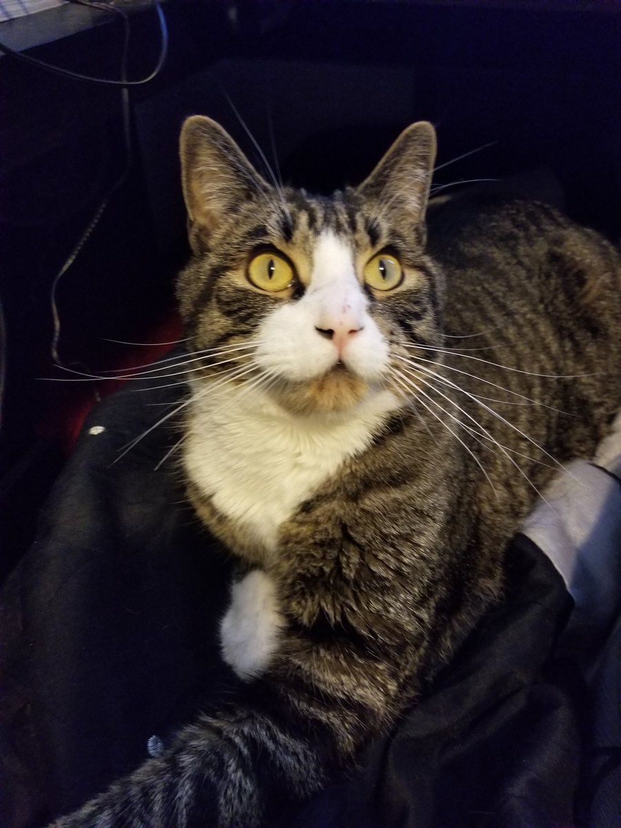 KataverKitty's tweet photo. My cat and I have this ongoing war of waking each other by getting really close and meowing as loud as possible. This is the face of shock when being woken from a nap. https://t.co/aahKla7869