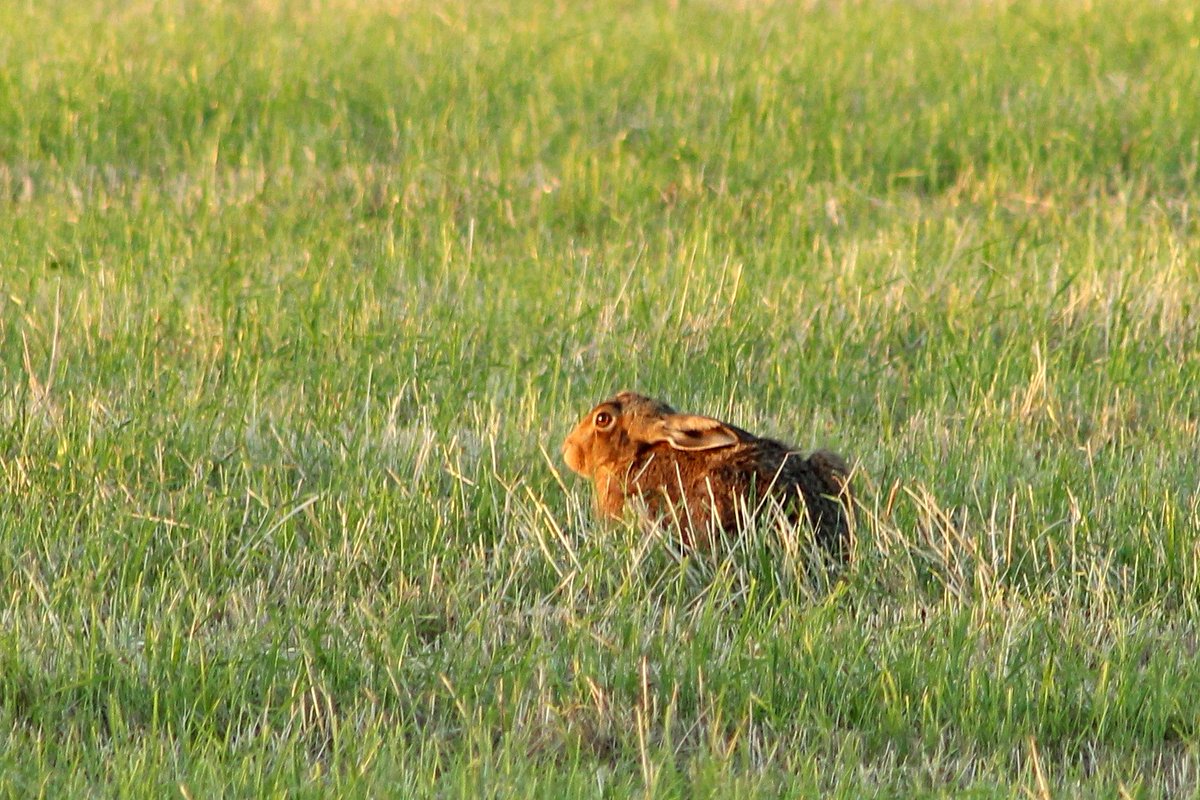 Took the opportunity to photograph a few Hares this evening on the outskirts of our village. #Hares #wildlifephotograpy