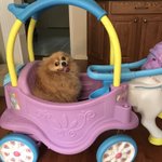 Photo by Lexiethepom went OTRB 11/23/23 (@Lexiedew)