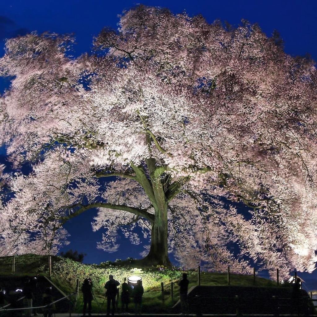 fubiz's tweet image. Huge Pink Tree by Night by @hashimuki 
#tree #pinktree #night #fubiz #inspiration 
Mention @fubiz if you want to b… bit.ly/2o9Uafu…