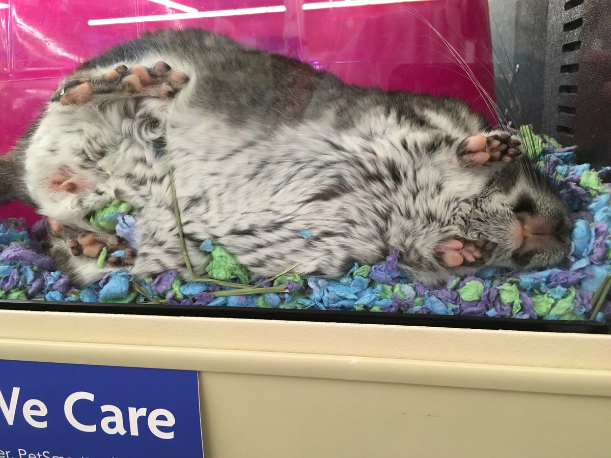 chinchilla petsmart