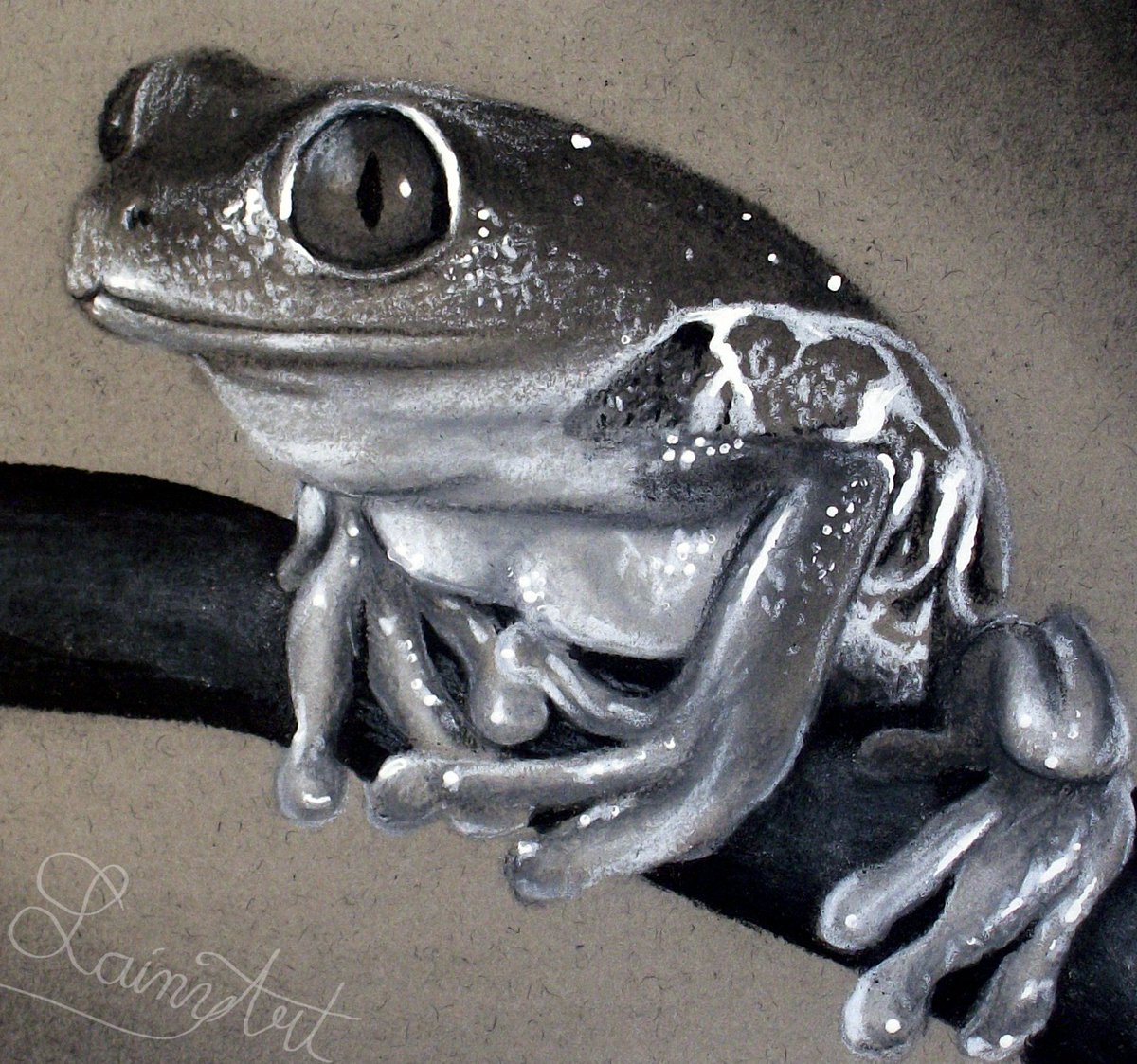 Small Frog Drawing Realistic