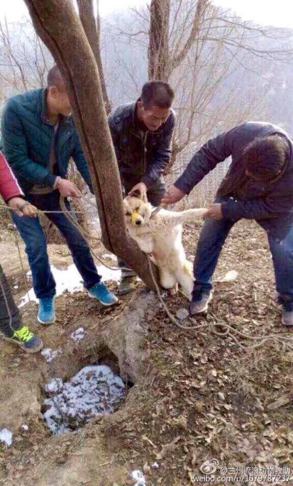 Hopeesperanz's tweet photo. @RepHastingsFL @SpeakerRyan @GOPLeader Thank you ver much for your help , you and #MarcChing @dogsofhopela  are our hope . world is waiting... world is watching... We never give up .#EndDogCatMeatTrade #Yulin2018 #YulinDogMeatFestival is NOT a FESTIVAL is an inhuman cruelty https://t.co/zFCxvY0CtM