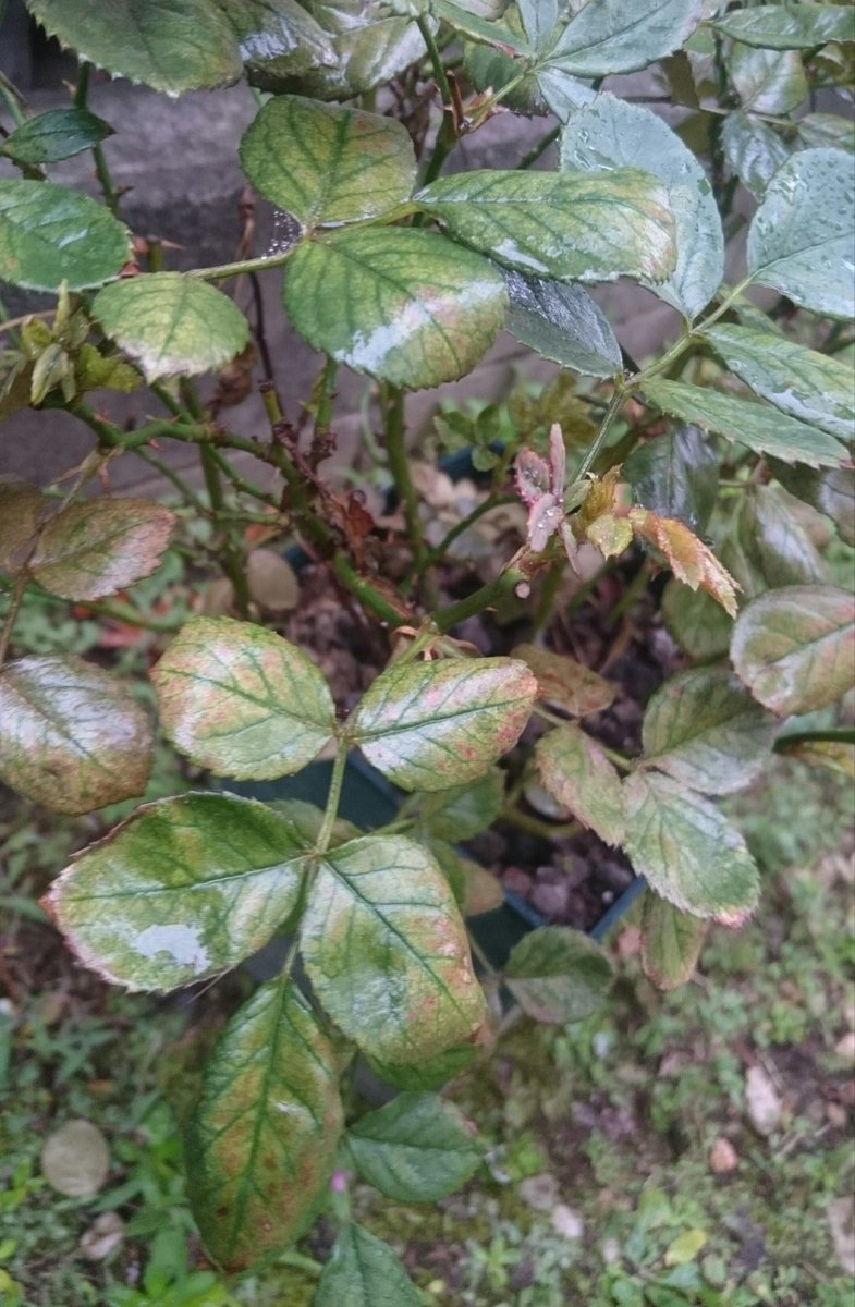 センタ على تويتر 葉の表面の色がかすれたようになってきたので カルシウム不足かと対策を考えながら放置していた しかし よく見ると蜘蛛の巣のような糸があちこちに張られていて これは ハダニ じゃないかと 調べてみると既に末期状態 ここから生還できる