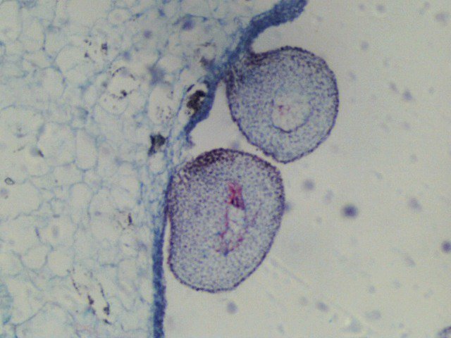 viverwiz's tweet photo. Tomato Fruit, cross section. 10x magnification by light #microscopy #botany #plant #biology #agriculture #agrifood #explore #science #discover #nature https://t.co/zuqfbOTOyf