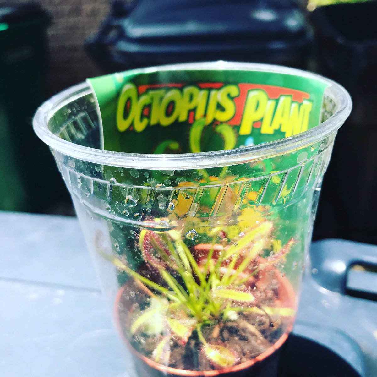 vhsandchillokc's tweet photo. It may not be as dangerous as Audrey II but, if I were a fly, I wouldnโt turn my back on the terrifying OCTOPUS PLANT! Weโll be giving away this carnivorous little guy @51stSpeakeasy after the show! Be 8:30pm TONIGHT!
๐ผ
๐ผ
๐ผ
#cultcomedy #cultclassic #80smusical #feedmeseymour https://t.co/G6BAS5JTLz
