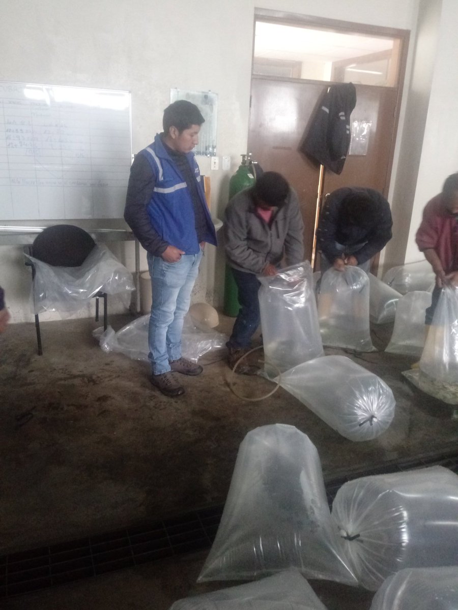 JPSigchos's tweet photo. El Ministerio de Acuacultura y Pesca y la @PSigchos, en coordinación con el Sr. @HectorGon35, gestionó para la adquisición y entrega de alevines de trucha, a los productores del recinto San Miguelito de la Chala y la Asociación de Productores Agropecuarios de Quinticusig. https://t.co/rZtVA3FlUR