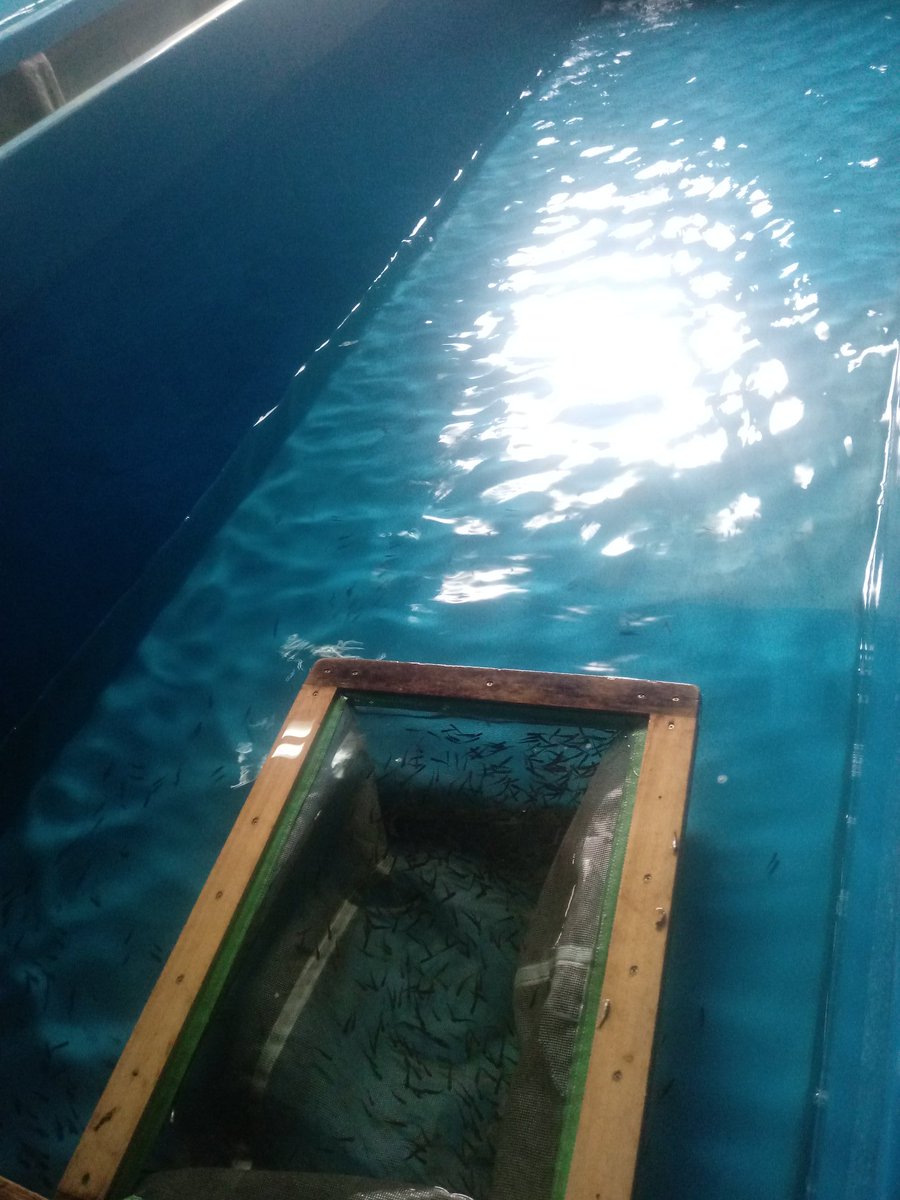 JPSigchos's tweet photo. El Ministerio de Acuacultura y Pesca y la @PSigchos, en coordinación con el Sr. @HectorGon35, gestionó para la adquisición y entrega de alevines de trucha, a los productores del recinto San Miguelito de la Chala y la Asociación de Productores Agropecuarios de Quinticusig. https://t.co/rZtVA3FlUR