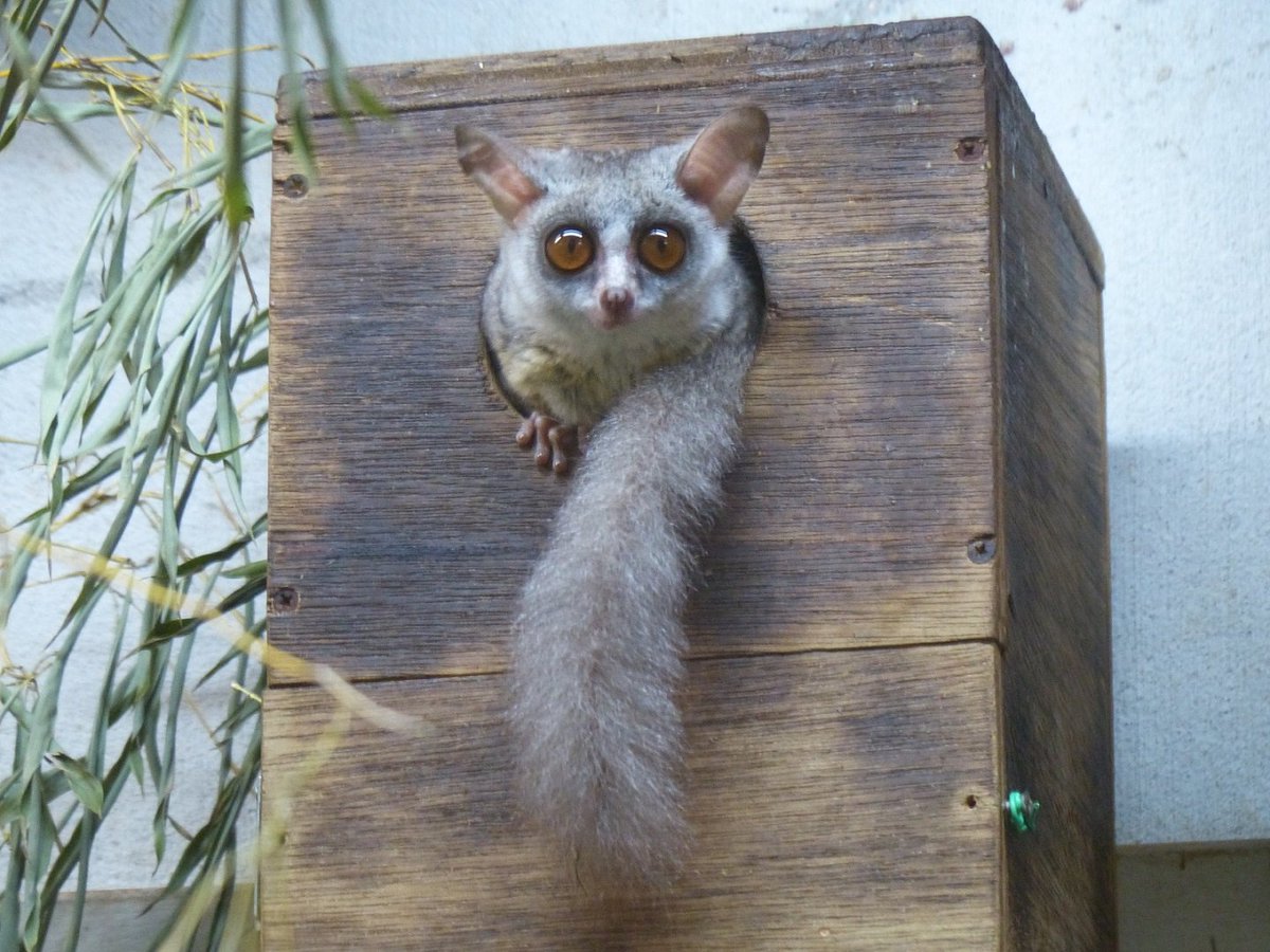 上野動物園 公式 Twitterren リス モモンガ いいえ これでもサルなんです 耳が大きかったり顔に毛があったりとサルらしくみえませんが 祖先の形を残す 原猿 とよばれるなかまです ショウガラゴ 雨の日は小獣館