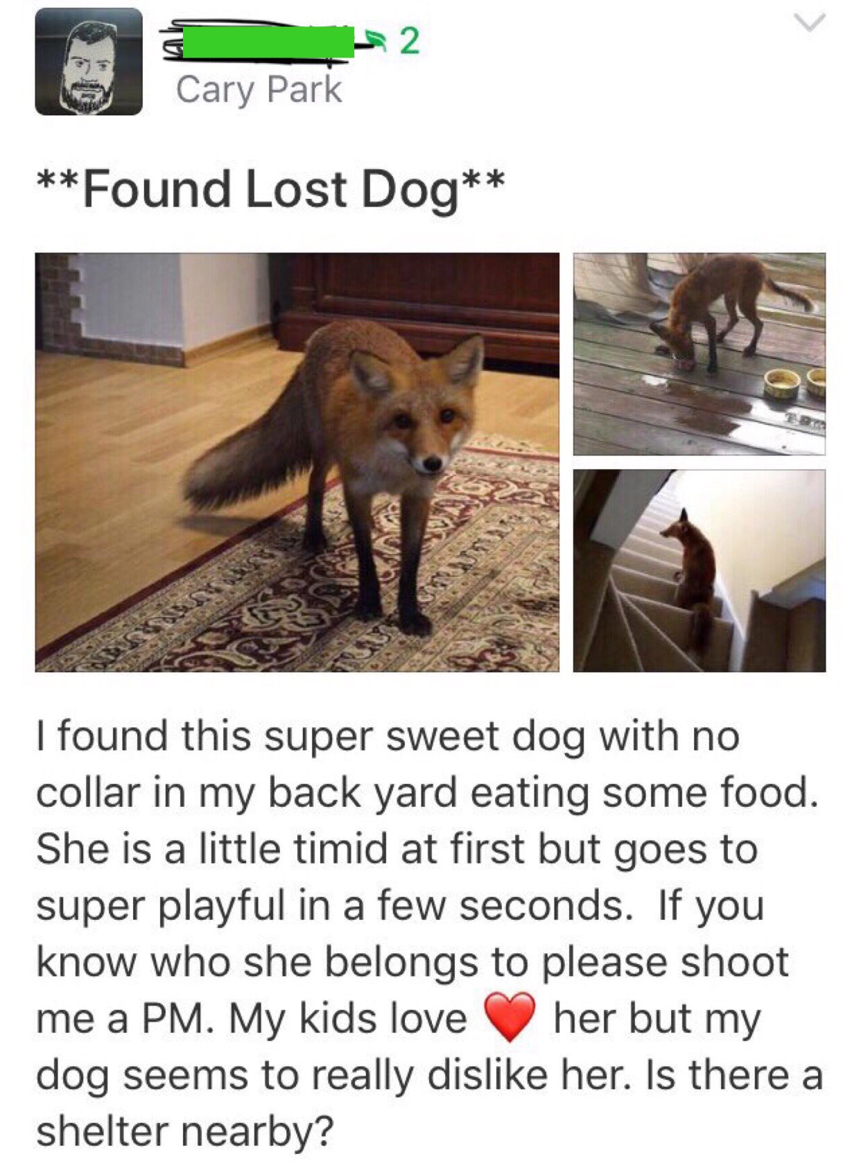 nextdoor lost dogs