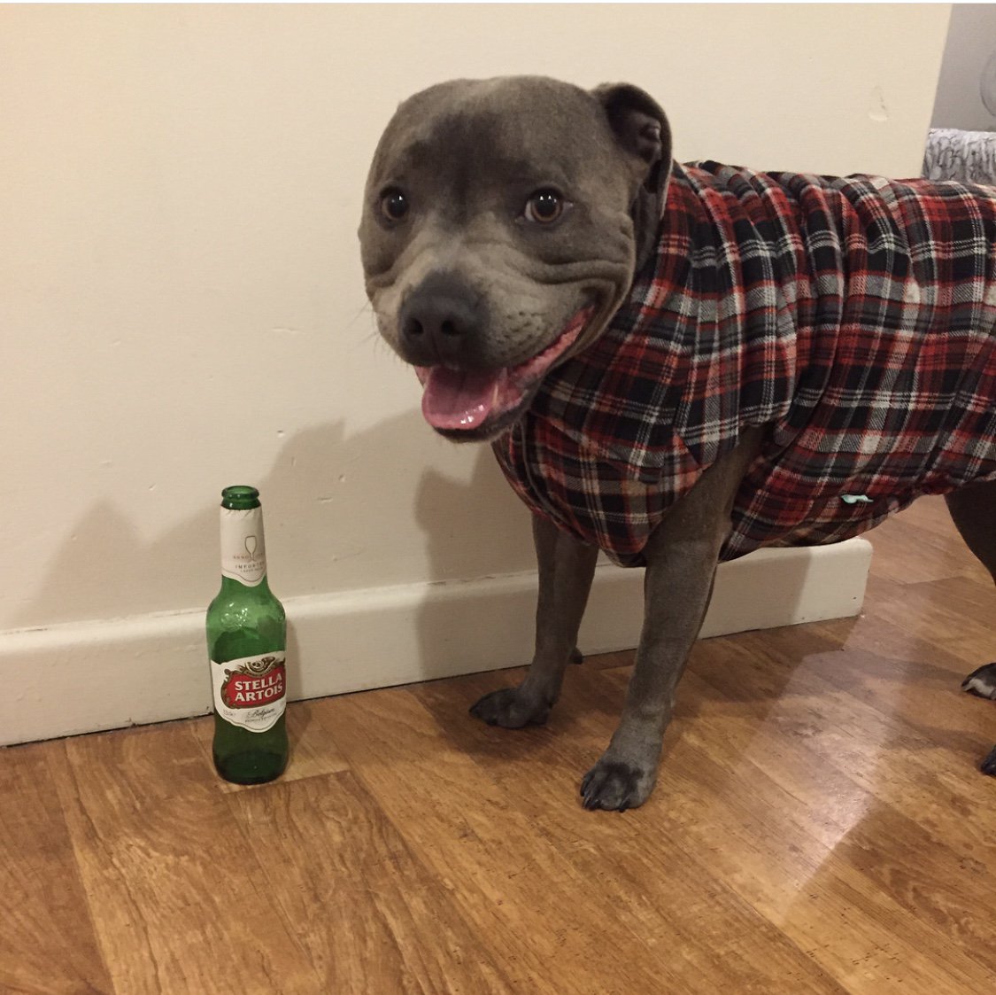 Happy Friday peeps! Gotta be beer o’clock by now doesn’t it?? 🤪🍺🍺😍🤙🏽 @arnie_blue_terminator <a href="/FuzzYard/">FuzzYard</a>