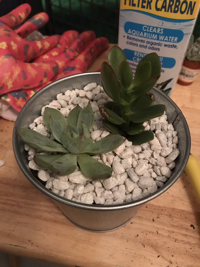 I think it is so important to tap into your creative side from time to time, especially for someone like me who is always in my head! So, I decided to try and make some succulent designs 🌵☺️ #creativity #freeyourmind #expressyourself