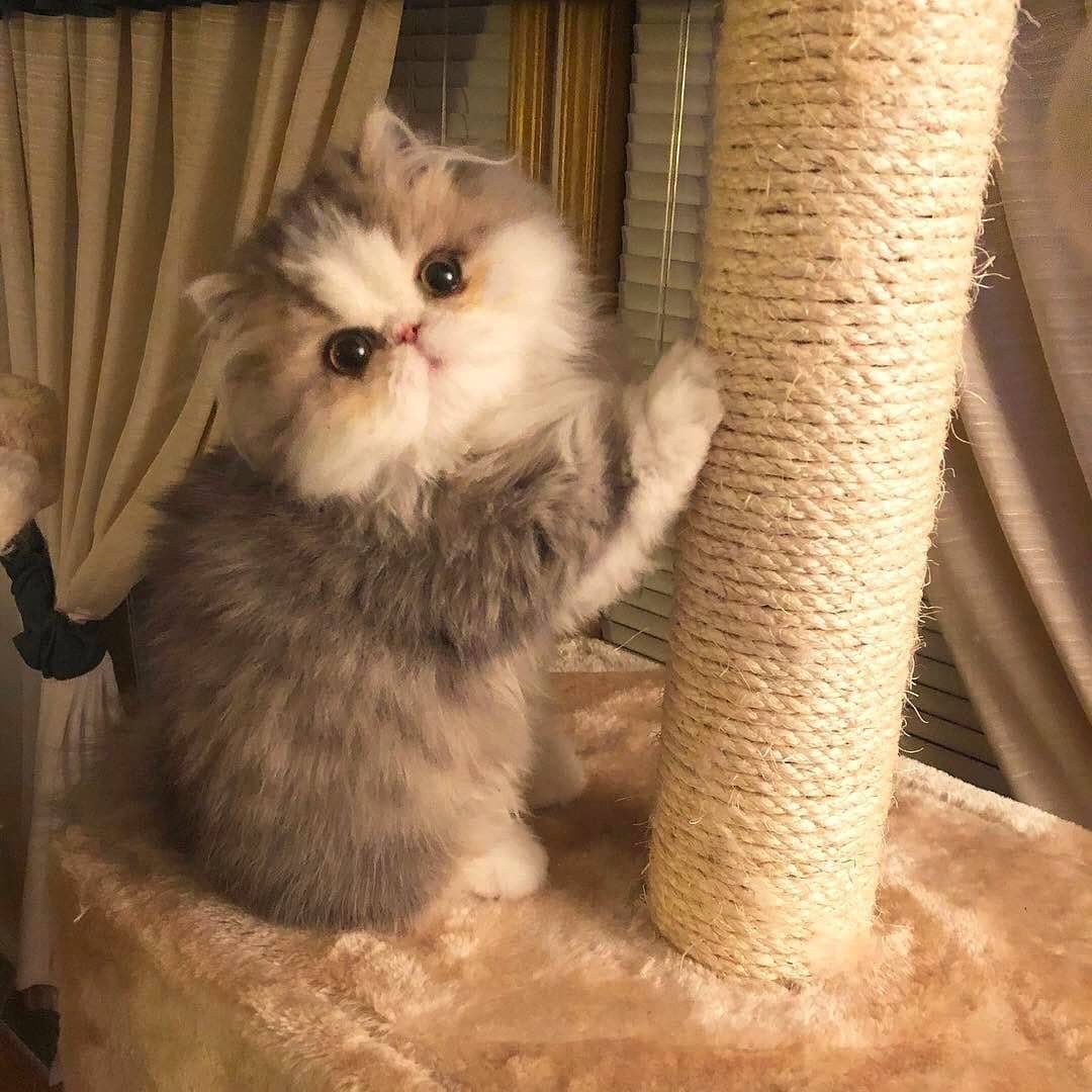 fuzzymugzapp's tweet photo. WARNING: Don't stare or else you'll fall in love π Follow @cats.forever_ for more πΈ
β’
β’
β’
β’
β’
#pets #animals #kitten #kitty #kittens #cats #catlover #meow #catoftheday #ilovemycat #lovecats #bestmeow #fuzzymugz #catlovers #cutecat #kittycat #lovekittens #thedailykitten https://t.co/JrVsbTpWIv