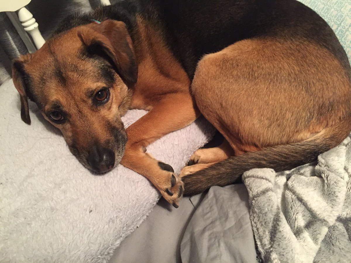 edeezy13's tweet photo. Every night she waits for me to come to bed with her head on the pillow next to where I put mine, I cannot 😭😍 https://t.co/JZQy2ACjH1