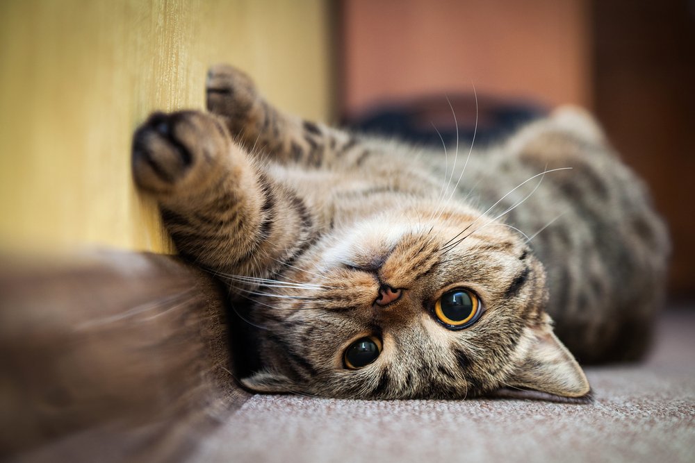 VetDepot's tweet photo. 🐱 5 reasons #cats are the best! https://t.co/G5Mf2Bp6Ch
#cat #kitty #meow #catsoftwitter https://t.co/oNeI7SsNnI