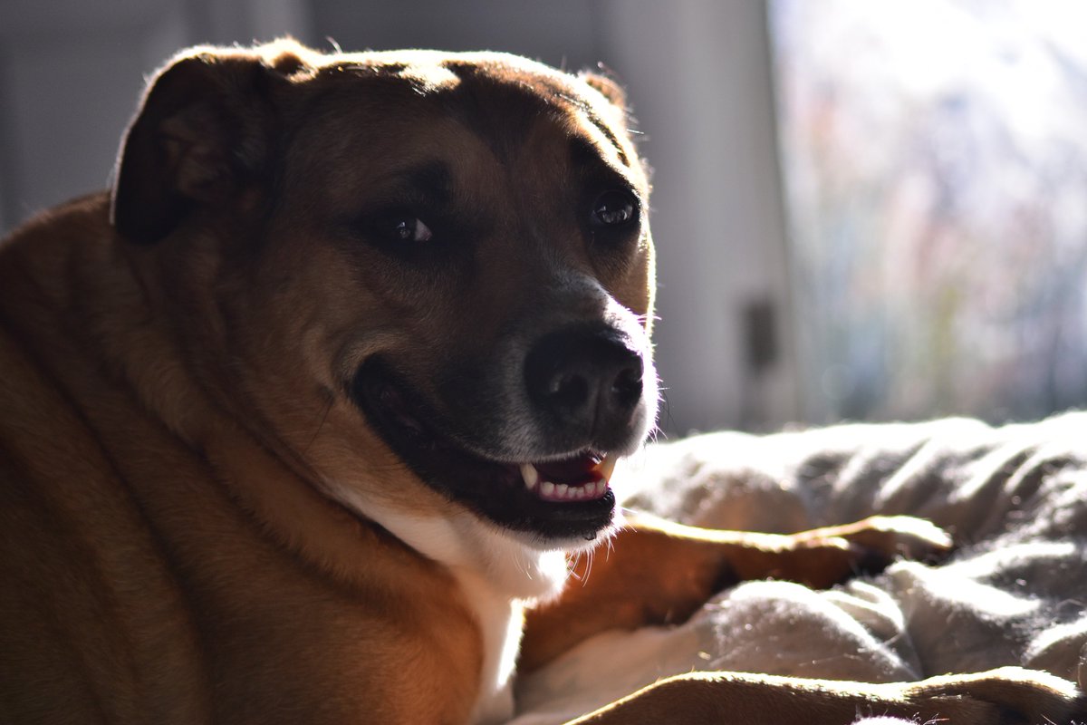 jeannieisblue's tweet photo. Working on reviews with my favorite pork roast today... 🐶🐕🐩
#dogsoftwitter #dogsofinstagram #DogDays #dogs #MollyMayhem #petportrait #petfun #loyalpets #adoptdogs #adoptdontshop #jeanniebluephoto https://t.co/IeaGpwPW32