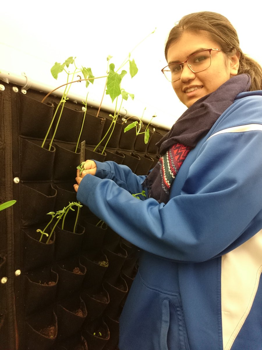 WestwoodGI's tweet photo. We cannot believe how quickly the living #plant wall is #growing! #aquaponics #sustainability @MrDulku @WWhighschool @FMPSD #YMM #BPAPlusForEnergy https://t.co/E20iS65oJL