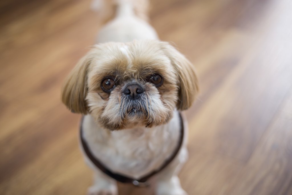 CafeMugshots's tweet photo. Some of Mugshots first four legged customers during the first week of opening Teddy, Rufus, Bracken &amp; Brinkley and Ted &amp; Chip 🐶😍🐾 #mugshotscafeeastbourne #flawlessfocusltd #Eastbourne #dogfriendly #EastSussex #discovermeads #meadsvillage #cutedogs #visiteastbourne https://t.co/hNvlD4YdKj