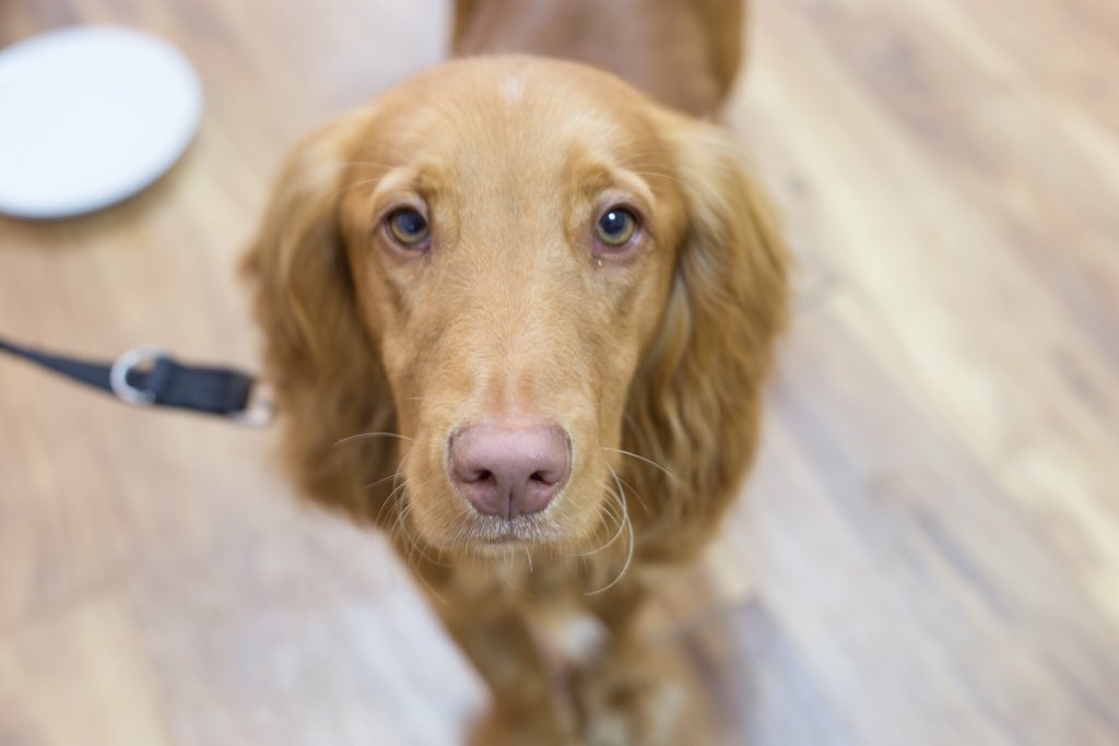 CafeMugshots's tweet photo. Some of Mugshots first four legged customers during the first week of opening Teddy, Rufus, Bracken &amp; Brinkley and Ted &amp; Chip 🐶😍🐾 #mugshotscafeeastbourne #flawlessfocusltd #Eastbourne #dogfriendly #EastSussex #discovermeads #meadsvillage #cutedogs #visiteastbourne https://t.co/hNvlD4YdKj