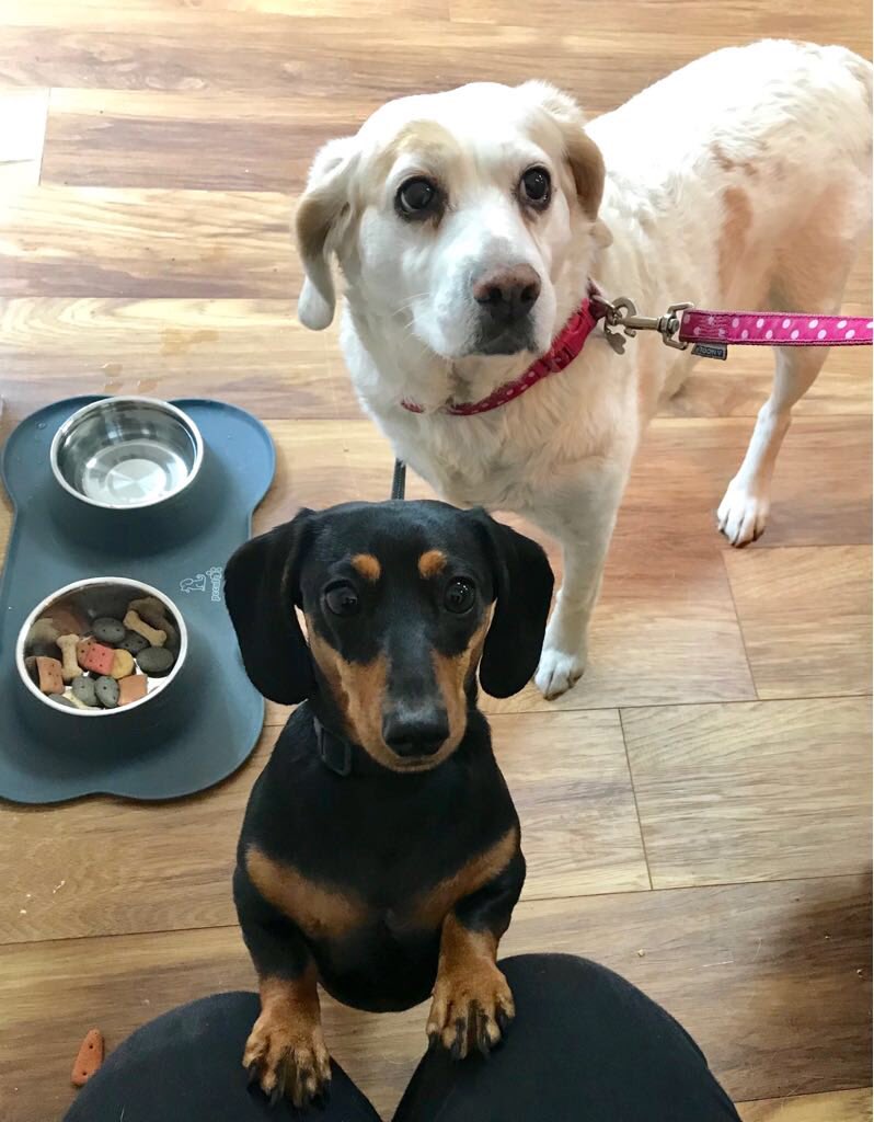 CafeMugshots's tweet photo. Some of Mugshots first four legged customers during the first week of opening Teddy, Rufus, Bracken &amp; Brinkley and Ted &amp; Chip 🐶😍🐾 #mugshotscafeeastbourne #flawlessfocusltd #Eastbourne #dogfriendly #EastSussex #discovermeads #meadsvillage #cutedogs #visiteastbourne https://t.co/hNvlD4YdKj