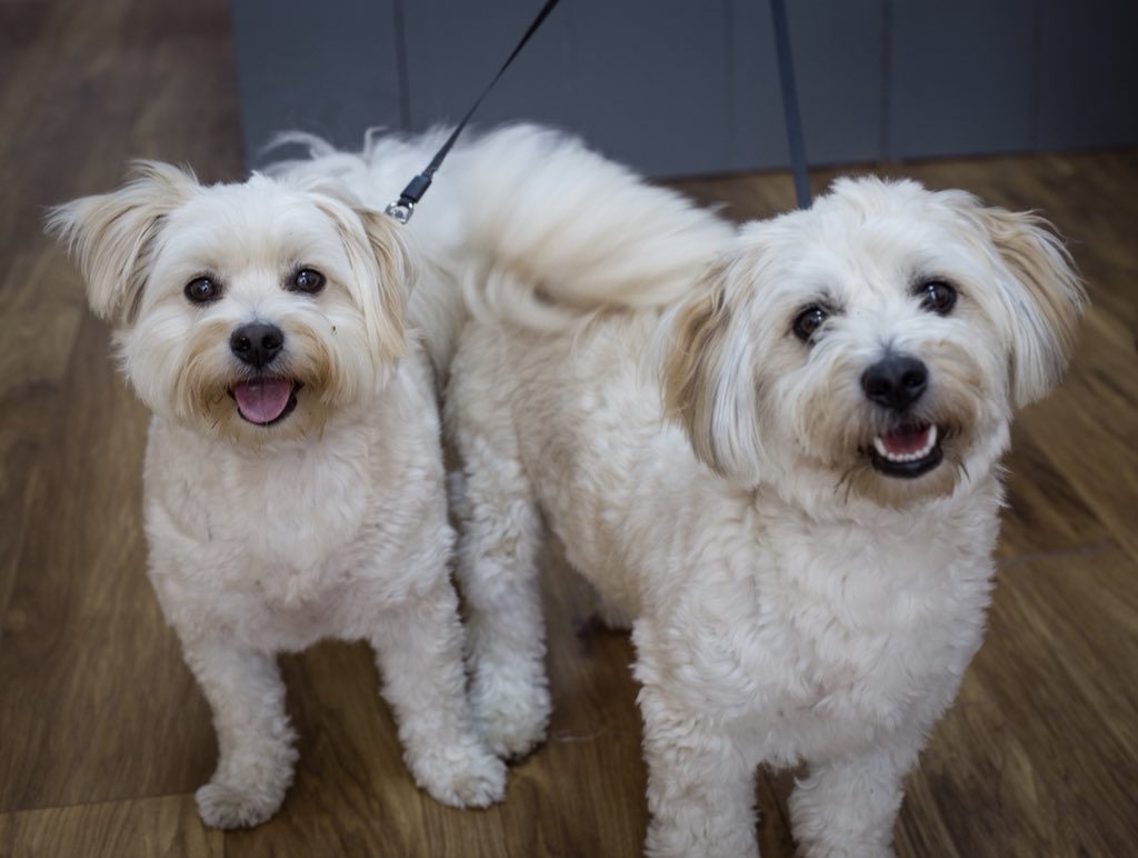 CafeMugshots's tweet photo. Some of Mugshots first four legged customers during the first week of opening Teddy, Rufus, Bracken &amp; Brinkley and Ted &amp; Chip 🐶😍🐾 #mugshotscafeeastbourne #flawlessfocusltd #Eastbourne #dogfriendly #EastSussex #discovermeads #meadsvillage #cutedogs #visiteastbourne https://t.co/hNvlD4YdKj