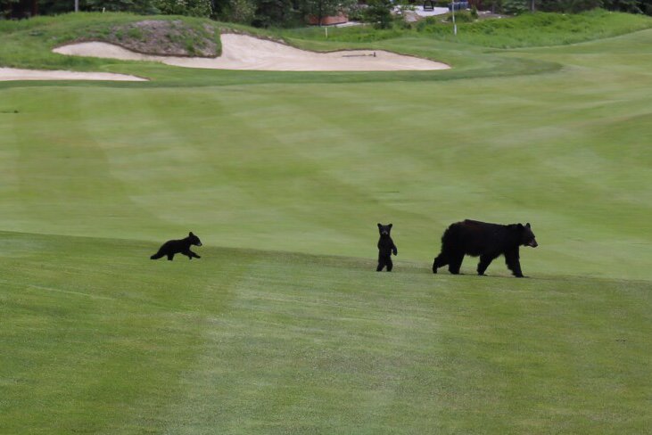 greywolfgolf's tweet photo. "Has anyone seen the beverage cart?" #5thfairway #visitors #golfgreywolf
Photo from Brian Lynam. https://t.co/jKdZ8X87vF