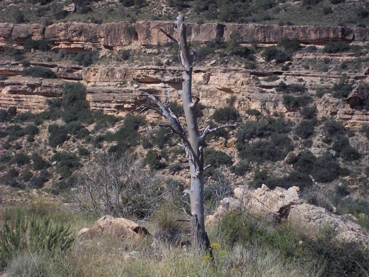 SmidaSamali's tweet image. sauver la nature ,de tous genres de destruction