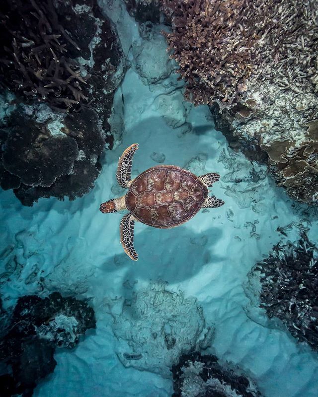 One of my favourite photos I've taken, because for me it captures the pure magic of the ocean and the very reason I love being underwater. It also reminds me of the incredible @ladyelliotislandecoresort 🐢🐢
#exploreTNQ #thisisqueensland #thisismyparad… ift.tt/2sYLOMW