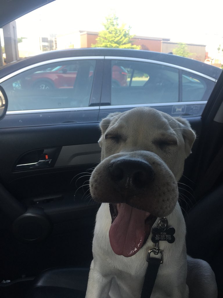 RWilso98's tweet photo. My sisters pup got stung by a bee :( https://t.co/eIizqtBvEW