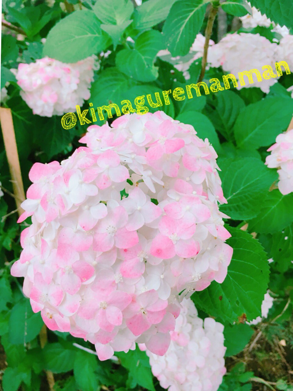 マイペース 昨日散歩してて珍しい紫陽花見つけたー 白と少しピンクが入ったの見つけて婆ちゃんと珍しいね って話したw この 紫陽花の色好き 紫陽花 白 薄いピンク 珍しい色 T Co Wl6xrisb8k Twitter