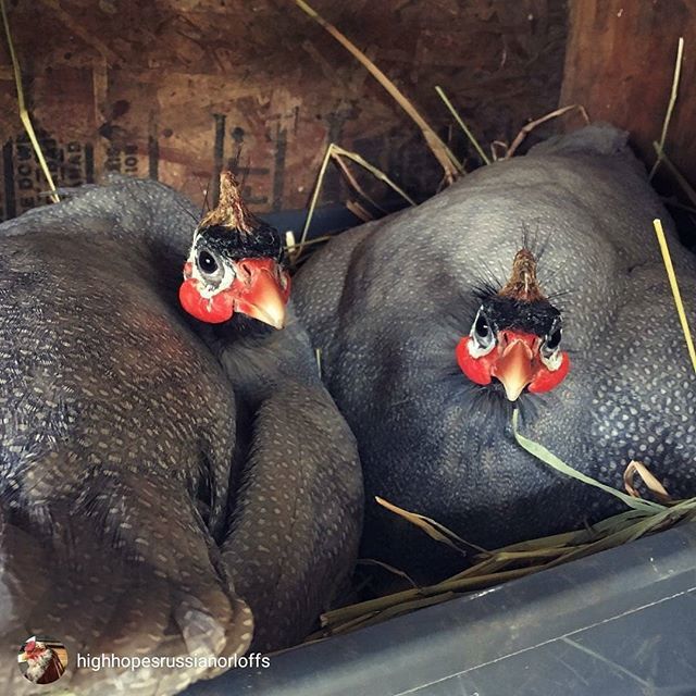 HealthyChickens's tweet photo. Via @highhopesrussianorloffs... "Broody girls Nimm and Plum." #backyardpoultrymag #iamcountryside #guineafowl #lavenderguinea #guineafowlofinstagram #broody #hatchingeggs #chicks #backyardpoultry #backyardfarmers #tickcontrol #farmlife #eggspecting #eggs… https://t.co/6rWelHzFnT https://t.co/O4SYI8hKL8