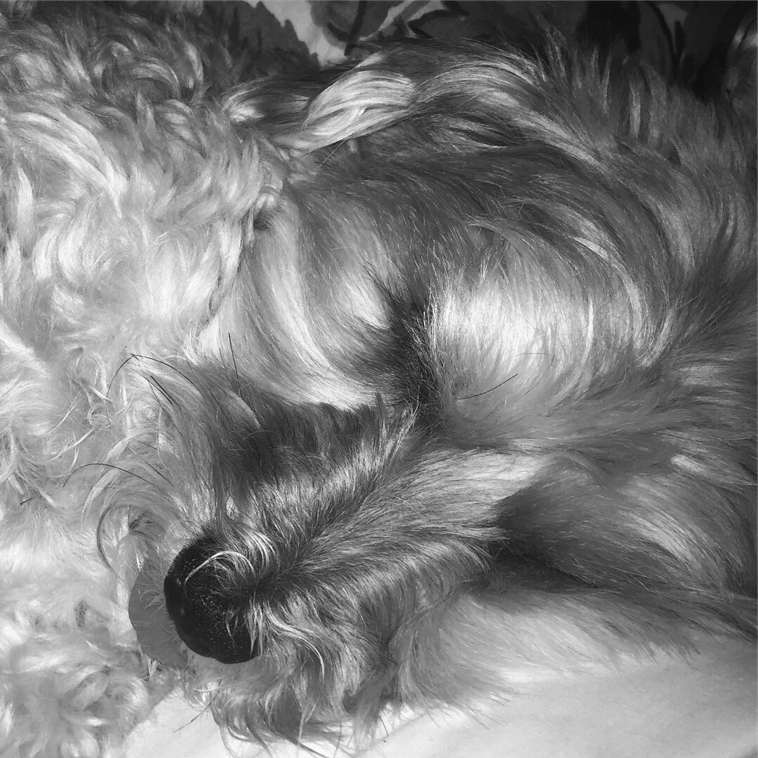 MelissaLaura512's tweet photo. My cutie patootie, my Chloe angel 💜🐶 #doggies #puppies #dogs #yorkie #bischon #borkie #yochon #love #family https://t.co/iTR7c9na54