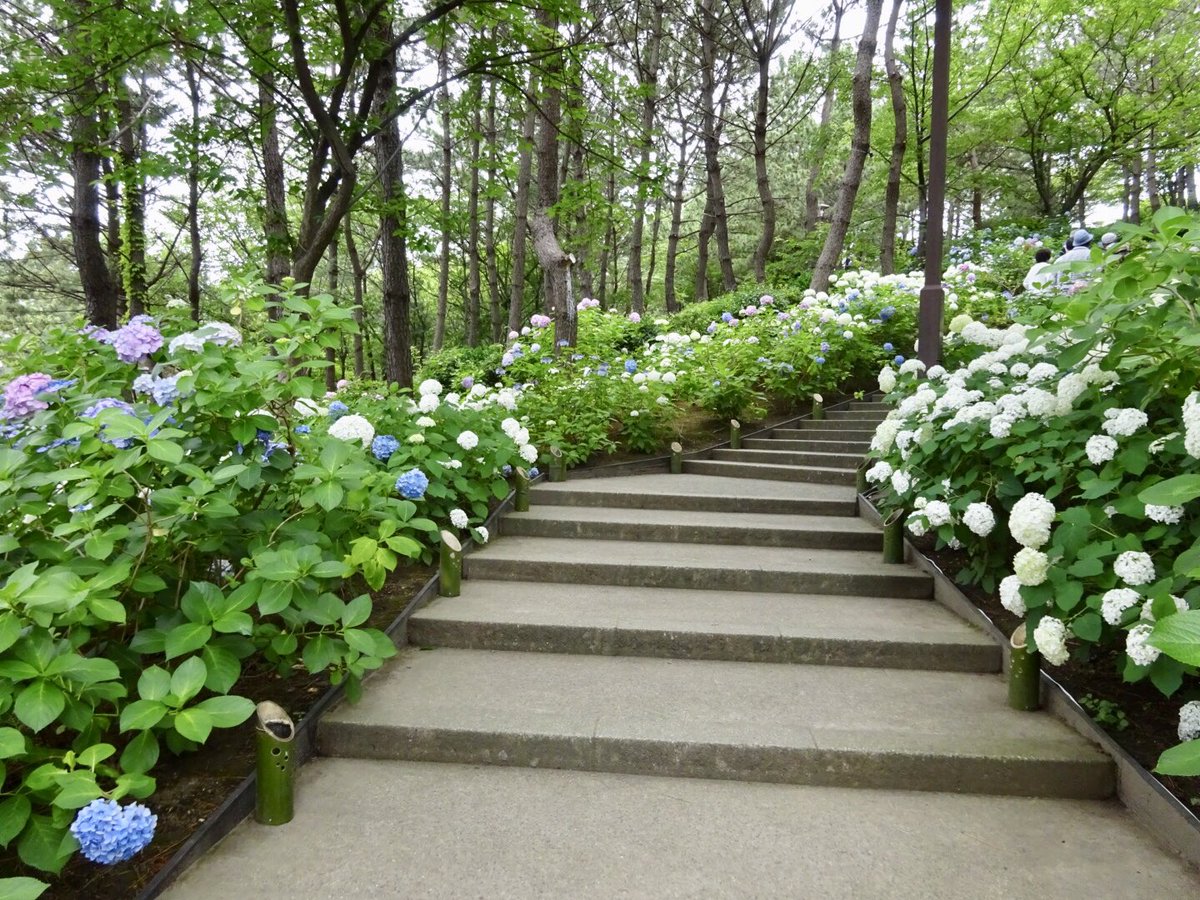 八景島あじさい祭