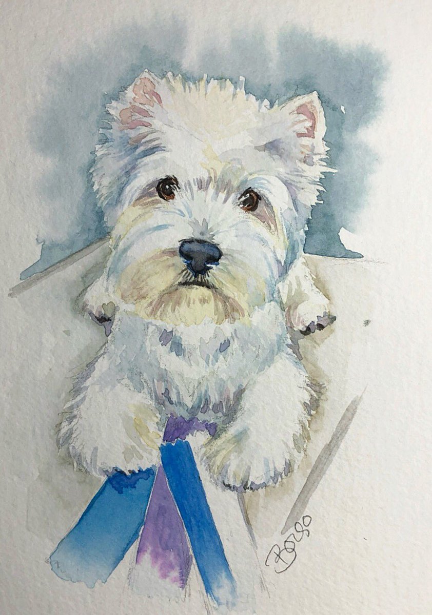 thewestiegang's tweet photo. #30x30directwatercolor2018 Mo had fun at the dog show. https://t.co/mRPfKzLxLh