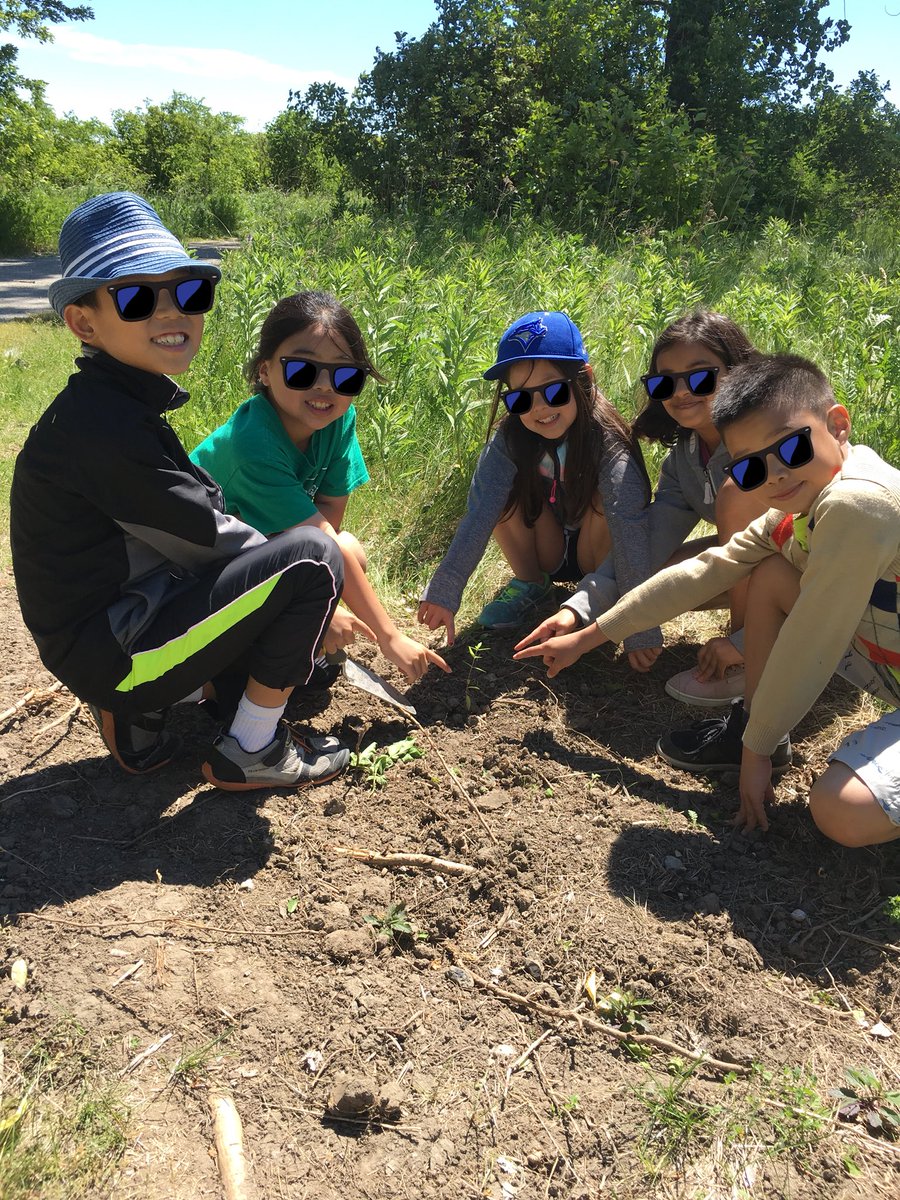 MsGinaYu's tweet photo. Yes, more native species, please! The Gr. 3s and Gr. 4s from @McKeeSchool planted and made seed balls of milkweed to fend off such invasive species as Dog-strangling vine so that Monarchs would not mistakenly lay their eggs on the poisonous plant! @TRCA_TTP https://t.co/ErQ8gnt7YN