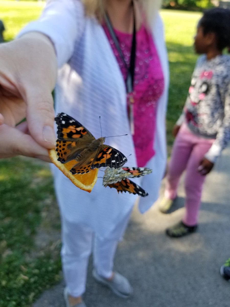 And it was time to let them fly away... @DixiePSchool @PDSB_eco @peel21st @PeelSchools #butterflylifecycle